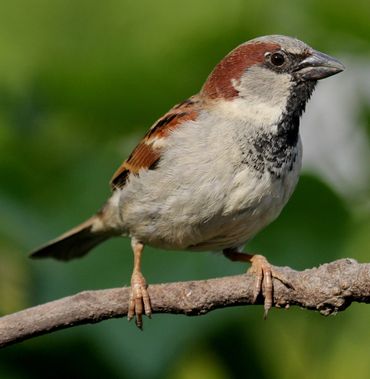 Huismus in de Schilderswijk