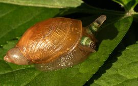 EIS Kenniscentrum Insecten Oogsteelslakkenworm