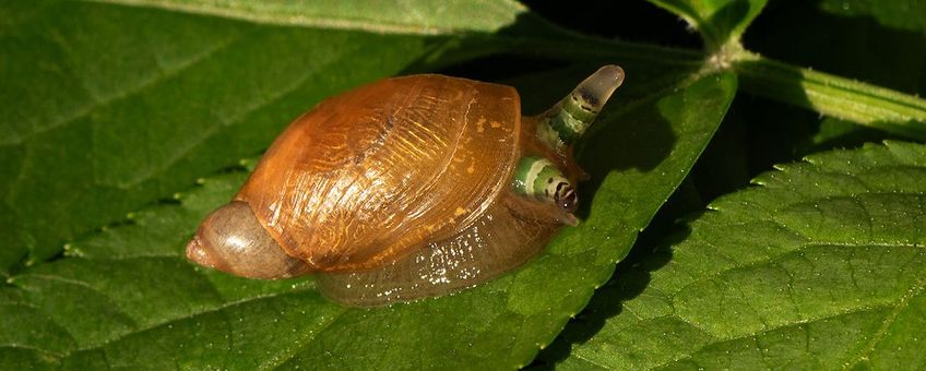Oogsteelslakkenworm