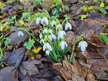 Sneeuwklokjes vol in bloei