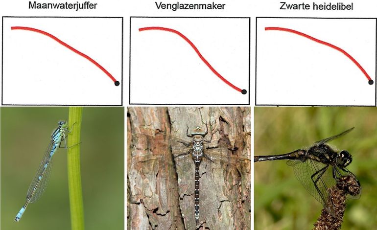 Verspreidingstrends van drie typische libellen van heide en venen vanaf 1992