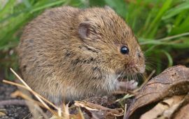 Rudmer Zwerver, Saxifraga Microtus arvalis. Veldmuis