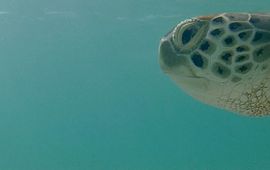 Soepschildpad bij Bonaire