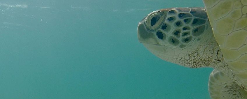 Soepschildpad bij Bonaire