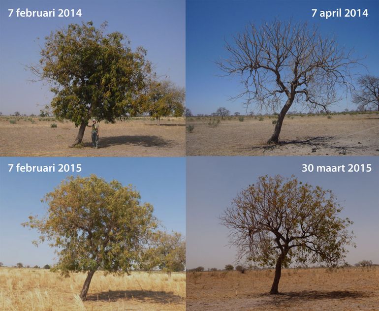 Boom in het gebied Kaffrine in Senegal in 2014 en 2015, halverwege en aan het einde van de overwinteringsperiode van Grauwe Kiekendieven.