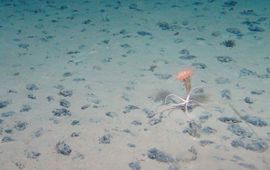 Mangaanknollen in de diepzee met anemoon en slangster