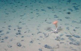 ROV KIEL6000 Geomar Mangaanknollen in de diepzee met anemoon en slangster