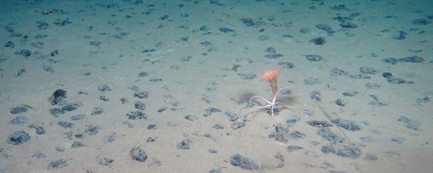 Mangaanknollen in de diepzee met anemoon en slangster