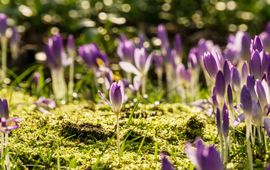 Cunie Sleijpen Boerenkrokus