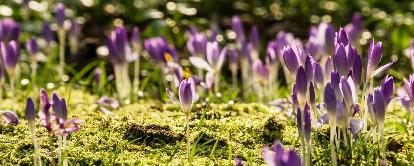 Boerenkrokus