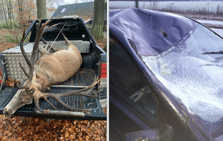 Een opgejaagd en aangereden hert en de schade aan de betreffende auto