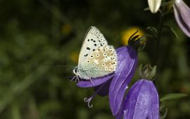 Polyommatus coridon. Bleek blauwtje, vrouwtje