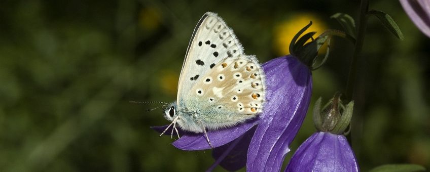 Polyommatus coridon. Bleek blauwtje, vrouwtje