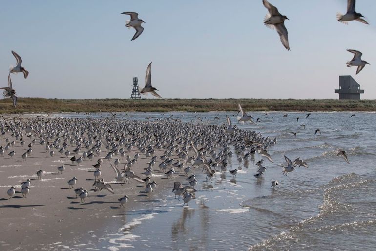 Vogels op Griend