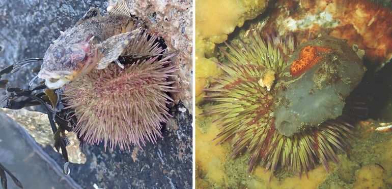 Zeeappels bedekken zich vaak met schelpen, steentjes en andere dingen. Het linker exemplaar gebruikt zelfs een dood visje, het rechter een zakpijp