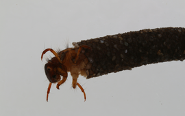 Dorine Dekkers Kokerworm
