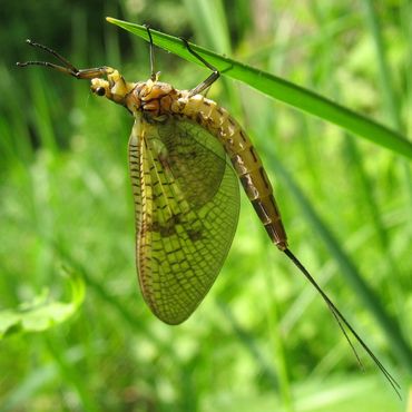 Groene eendagsvlieg