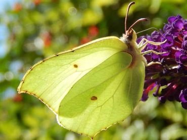 De citroenvlinder is een van de soorten die toenemen