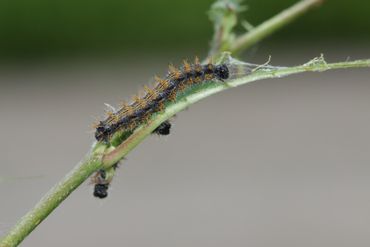 De rupsen van de grote vos zijn herkenbaar aan de combinatie van de vertakte oranje stekels en de blauwzwarte kleur, afgewisseld met oranjebruine lengtestrepen