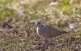 Streptopelia turtur, zomertortel