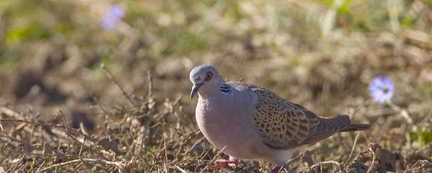 Streptopelia turtur, zomertortel