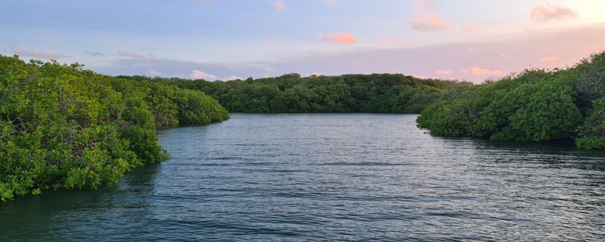 Mangrovebos op Bonaire