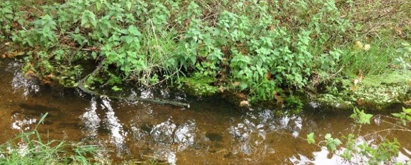 Door het inbrengen van dood hout wordt de stroomsnelheid gevarieerder en daardoor de bodem: kaal zand, grind en takjes wisselen elkaar af