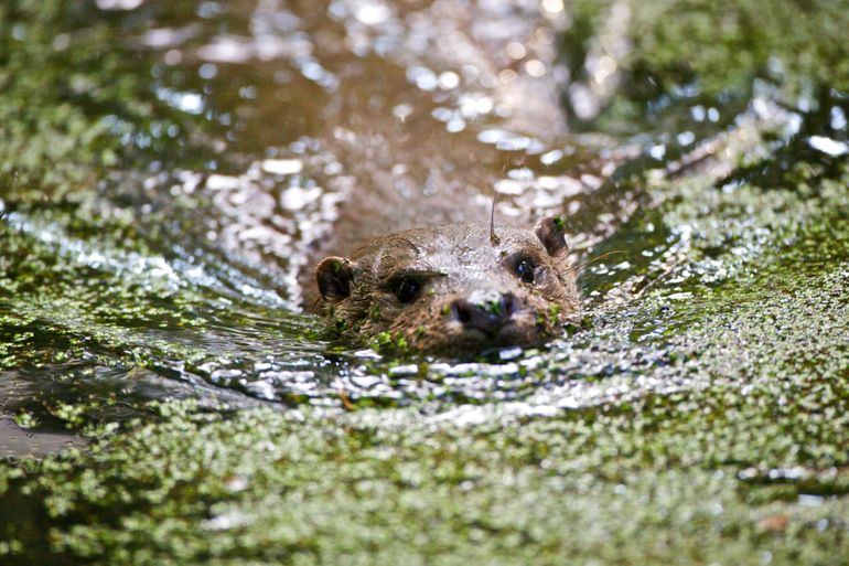 Otter