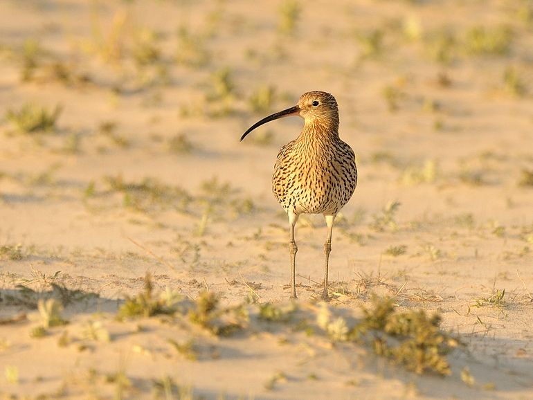 Wulp in de duinen. Een verdwijnend beeld