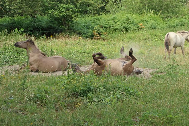 Konikpaarden nemen een zandbad op Slikken van de Heen en creëren zo een nieuwe open plek voor planten om te ontkiemen