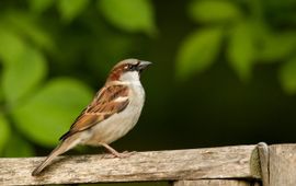 Passer domesticus. Huismus, man