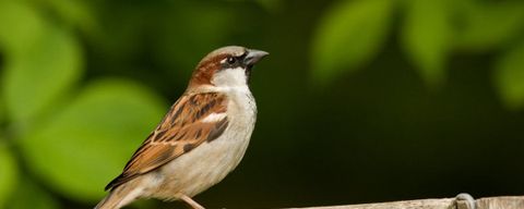 Nature Today | Huismus Opnieuw Op één Bij Tuinvogeltelling