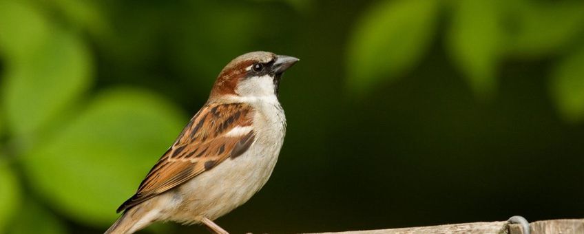 Passer domesticus. Huismus, man