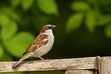 De Huismus, ook één van de veertig Zuid-Hollandse icoonsoorten