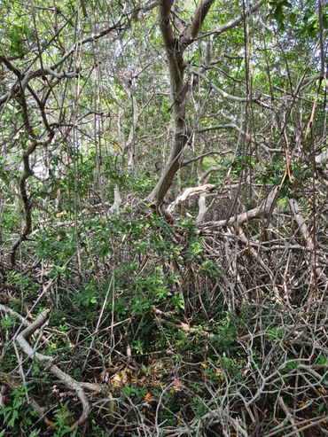 Mangrovebos met ondergroei op Bonaire