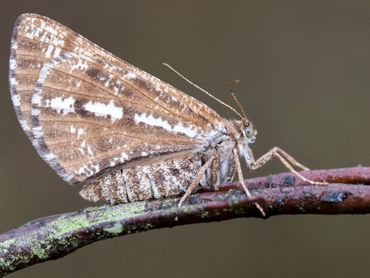 De dennenspanner zit ook vaak met zijn vleugels omhoog, maar is te herkennen aan de witte streep