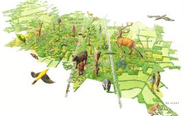 Illustratie: Jeroen Helmer Toekomst natuurontwikkeling Groene Woud