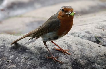 Roodborstje met buit (sprinkhaan en rups) voor de jongen in Hortus Nijmegen