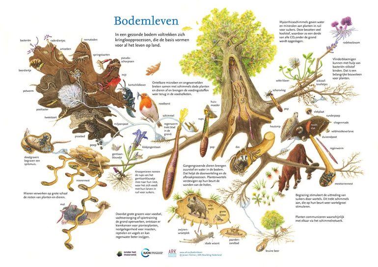 Bodemleven (klik op illustratie voor groot exemplaar; jpg, 6,2 MB)