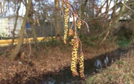 Begin bloei els in Wageningen op 26 januari 2018