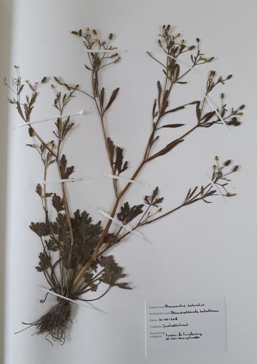 Herbariummateriaal uit de Schilderswijk