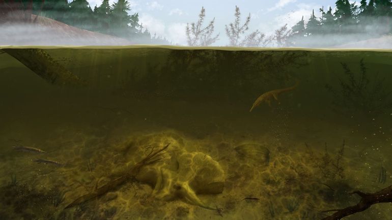 Zogeheten kaaimansnoeken en vroege krokodilachtigen zwommen rond in het omgevingswater van Triceratops. Ook deze dieren zijn gestorven en gefossiliseerd samen met de Triceratopsen