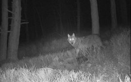 Wolf opgedoken op de Zuid-Veluwe