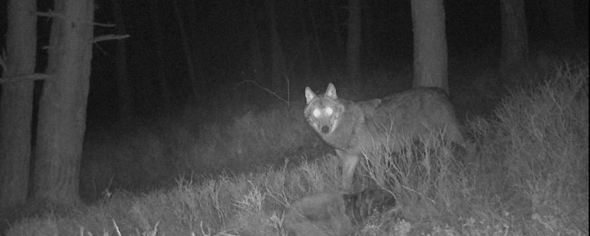 Wolf opgedoken op de Zuid-Veluwe