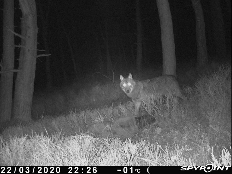 Wolf op de Zuid-Veluwe, vastgelegd door een wildcamera