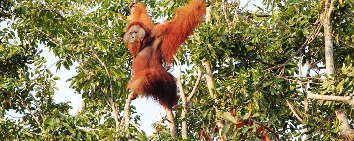 Nature Today | De Whole-Earth En Half-Earth Toekomst Van Borneose Orang ...