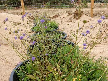 Een nectarkroeg bestaat uit vijf tot zes cementkuipen met bloeiende planten