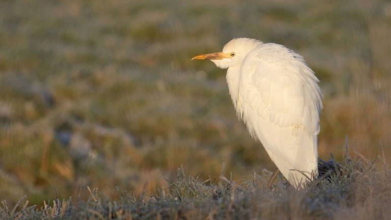 Koereiger