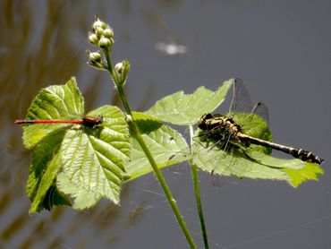 Vuurjuffer en beekrombout