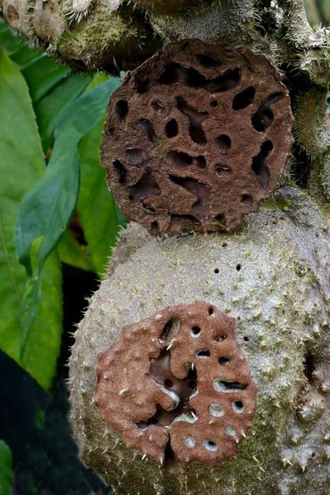 Mierenplant (Hydnophytum papuanum) met afgezaagd stamplakje